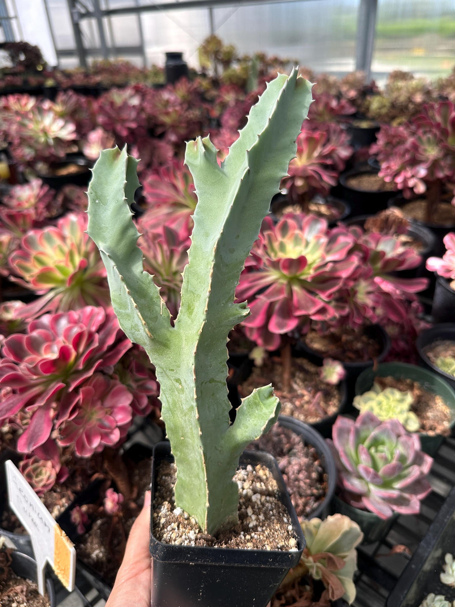 Rare Succulents - Caralluma Speciosa 8”-10”