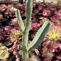 Rare Succulents - Caralluma Speciosa 8”-10”