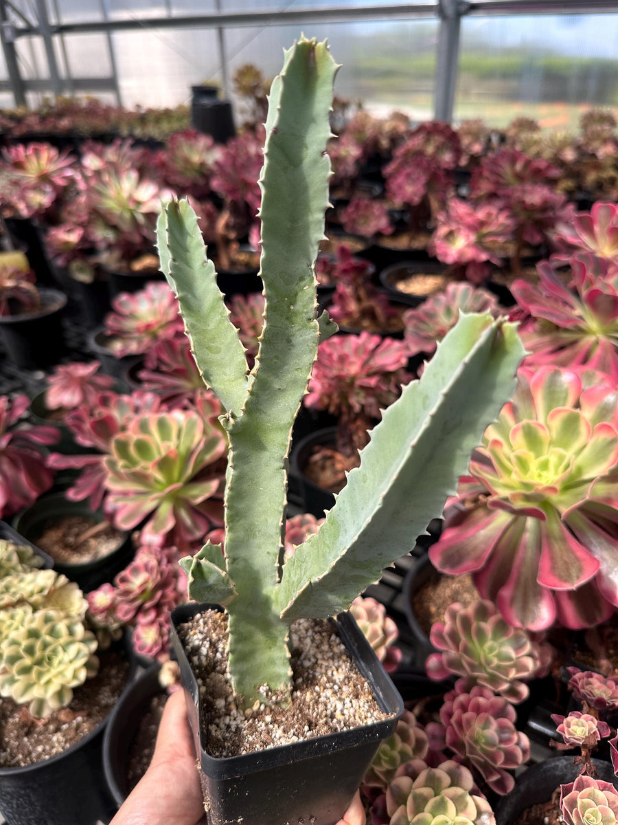 Rare Succulents - Caralluma Speciosa 8”-10”