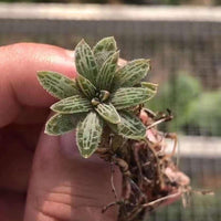 Bulbine Haworthioides, Rare Caudex (Bulb Only)