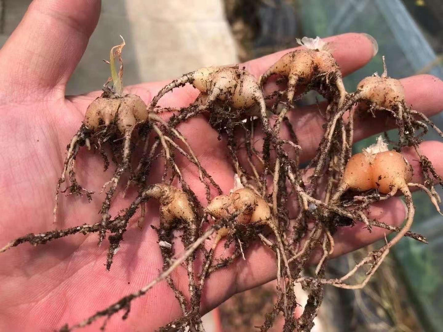 Bulbine Haworthioides, Rare Caudex (Bulb Only)