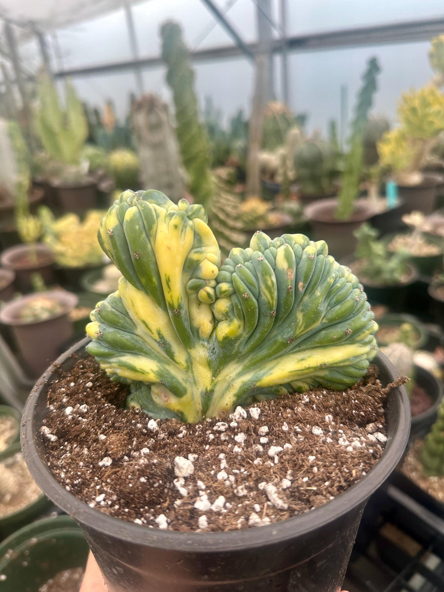 Rare Cactus - Myrtillocactus Geometrizans Crested var. Fred variegata