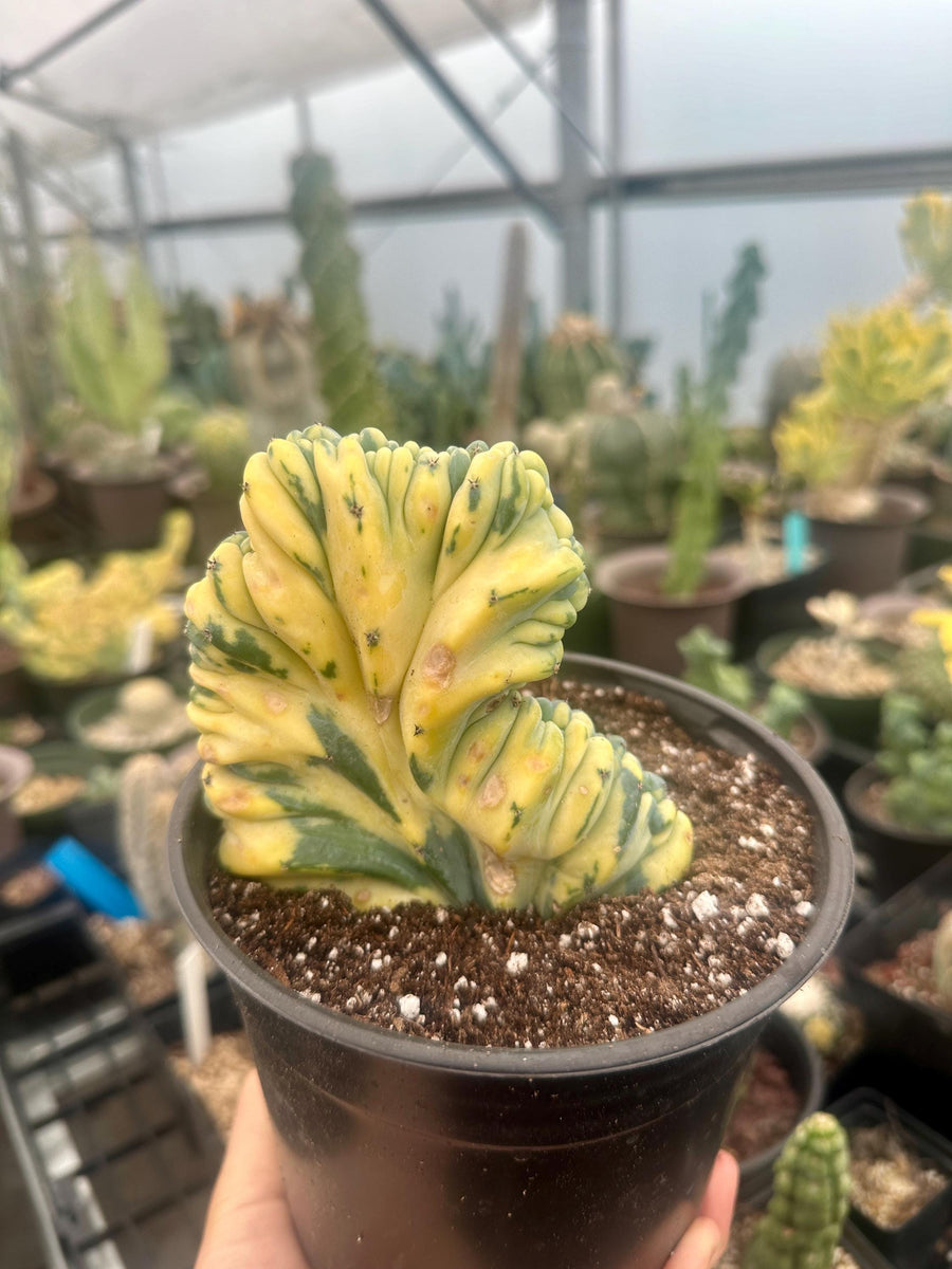 Rare Cactus - Myrtillocactus Geometrizans Crested var. Fred variegata