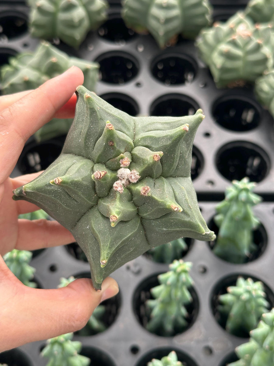 Rare Cactus - Astrophytum Myriostigma cv. Kikko Seed Grown