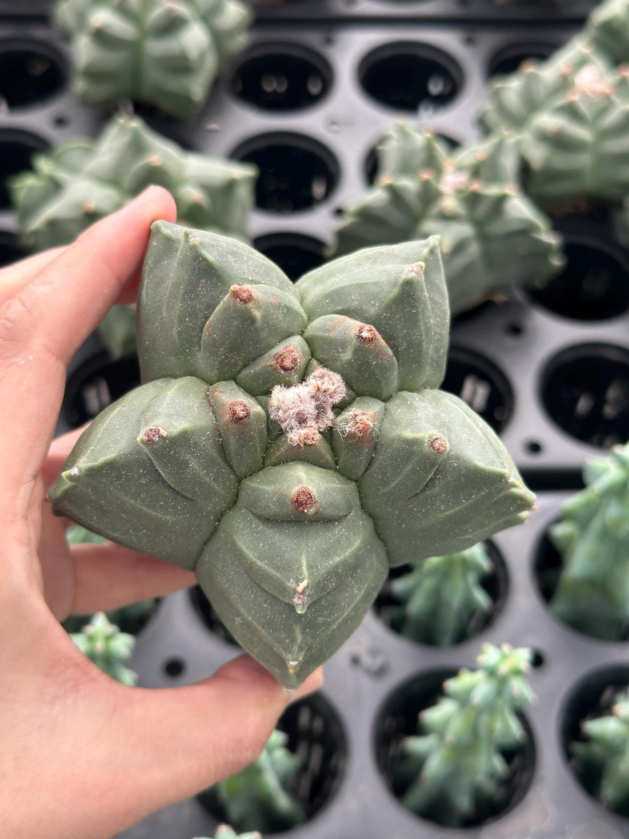 Rare Cactus - Astrophytum Myriostigma cv. Kikko Seed Grown