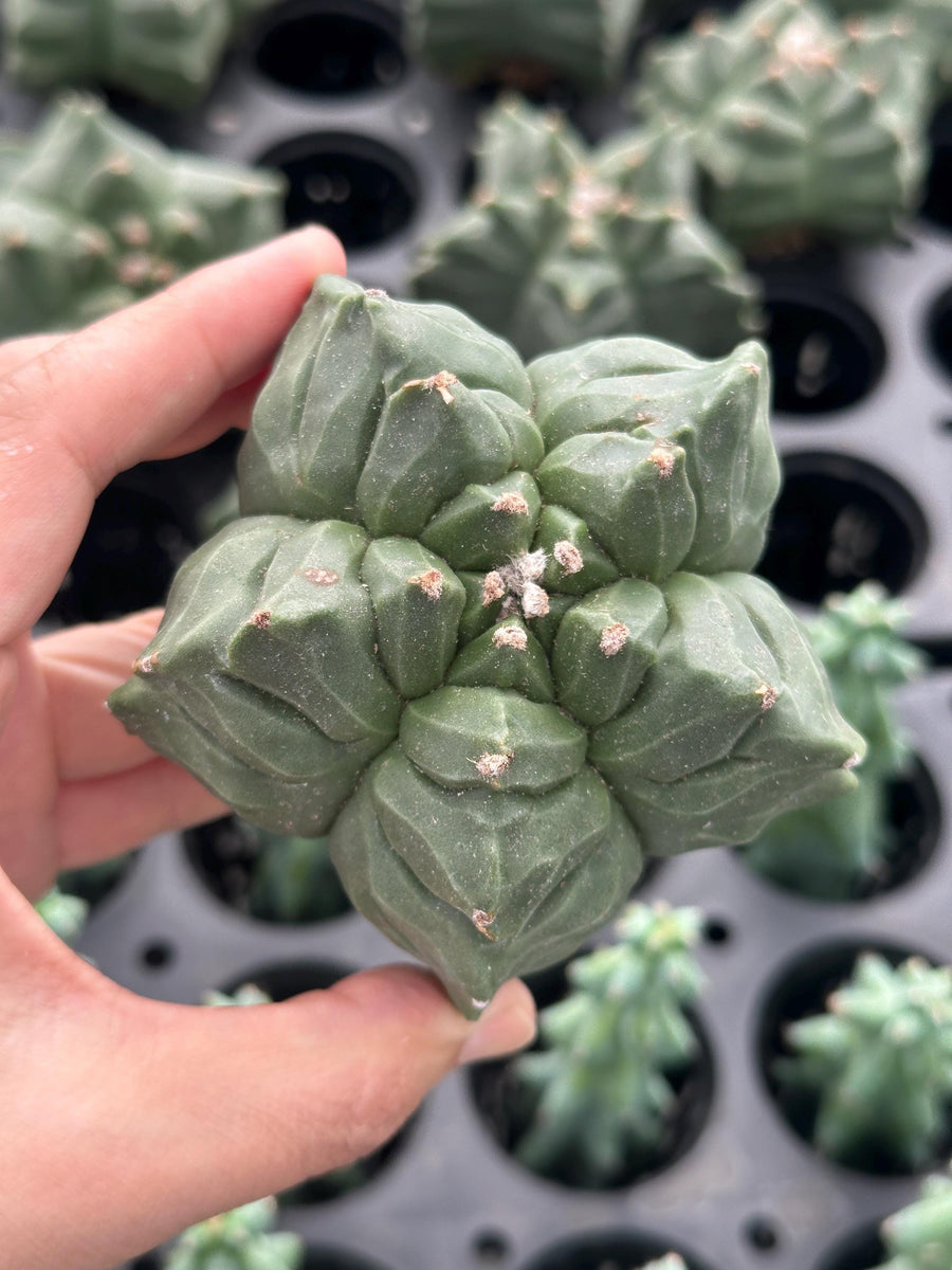 Rare Cactus - Astrophytum Myriostigma cv. Kikko Seed Grown