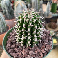 Rare Euphorbia - Euphorbia Columnaris (2”-3”)