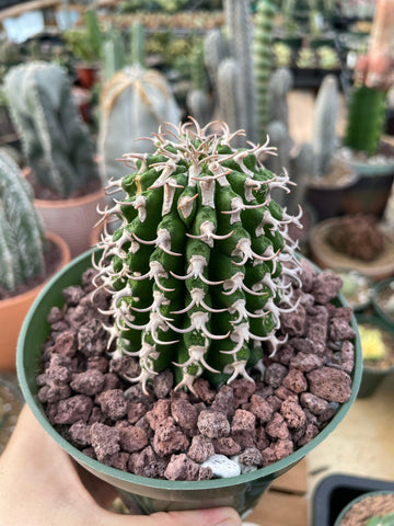 Rare Euphorbia - Euphorbia Columnaris (2”-3”)