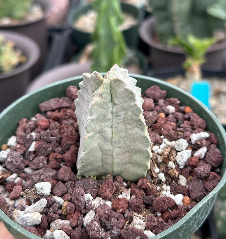 Rare Cactus - Whitesloanea Crassa