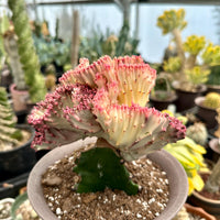 Rare Euphorbia - Euphorbia Lactea Cristata variegated Pink/White