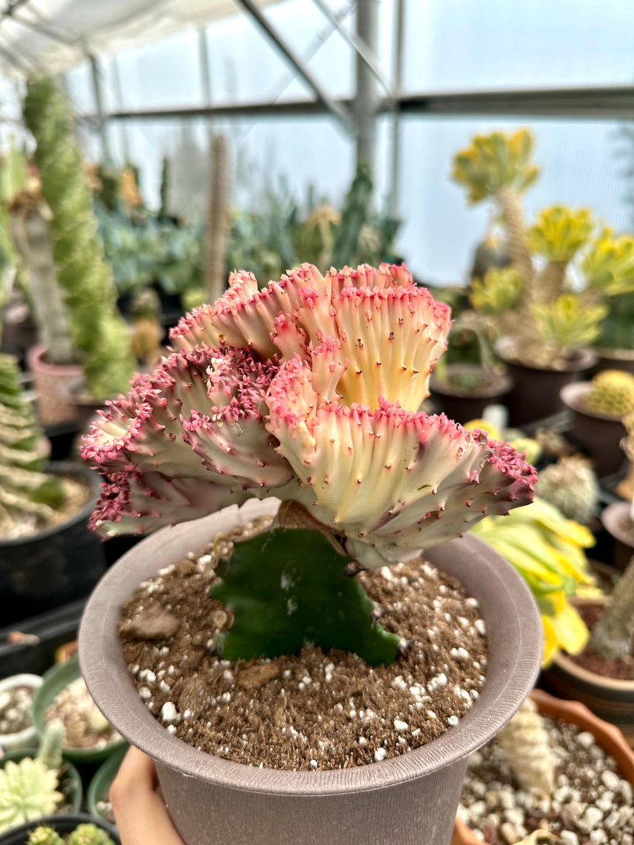 Rare Euphorbia - Euphorbia Lactea Cristata variegated Pink/White