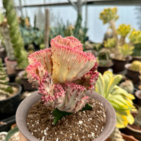 Rare Euphorbia - Euphorbia Lactea Cristata variegated Pink/White