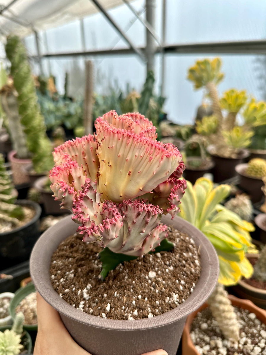 Rare Euphorbia - Euphorbia Lactea Cristata variegated Pink/White