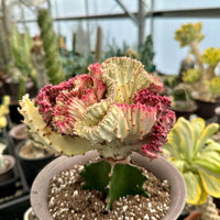 Rare Euphorbia - Euphorbia Lactea Cristata variegated Pink/White