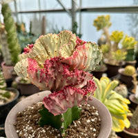 Rare Euphorbia - Euphorbia Lactea Cristata variegated Pink/White