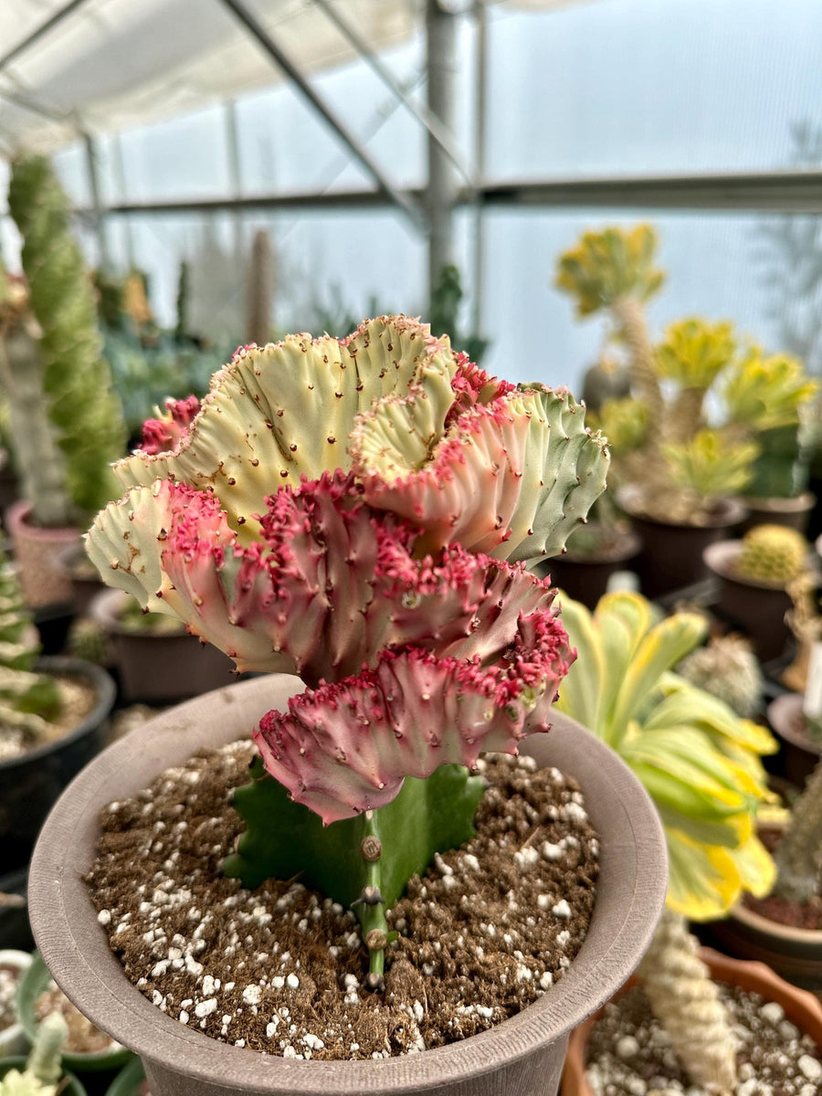 Rare Euphorbia - Euphorbia Lactea Cristata variegated Pink/White