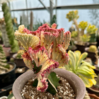 Rare Euphorbia - Euphorbia Lactea Cristata variegated Pink/White