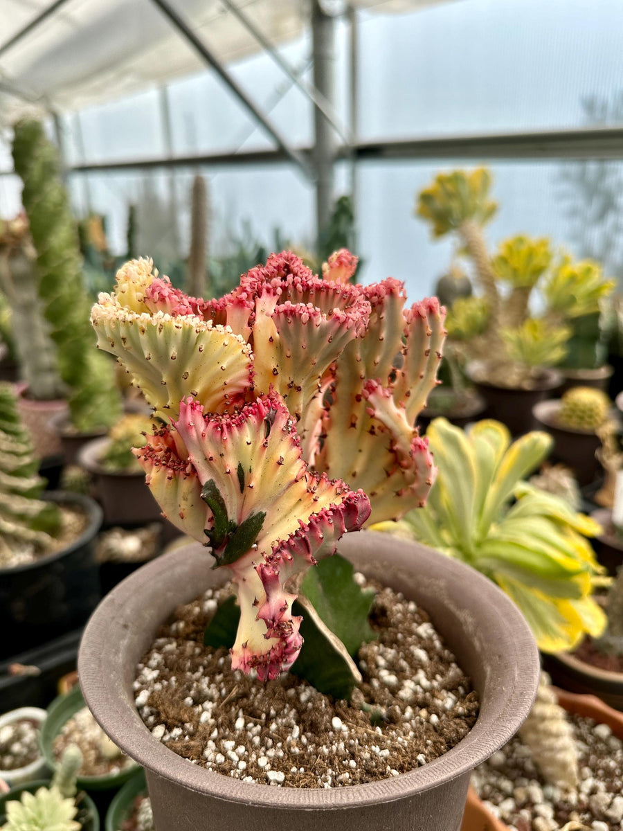 Rare Euphorbia - Euphorbia Lactea Cristata variegated Pink/White