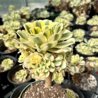 Rare Succulents - Aeonium Variegated Maybach Cluster Old Stem