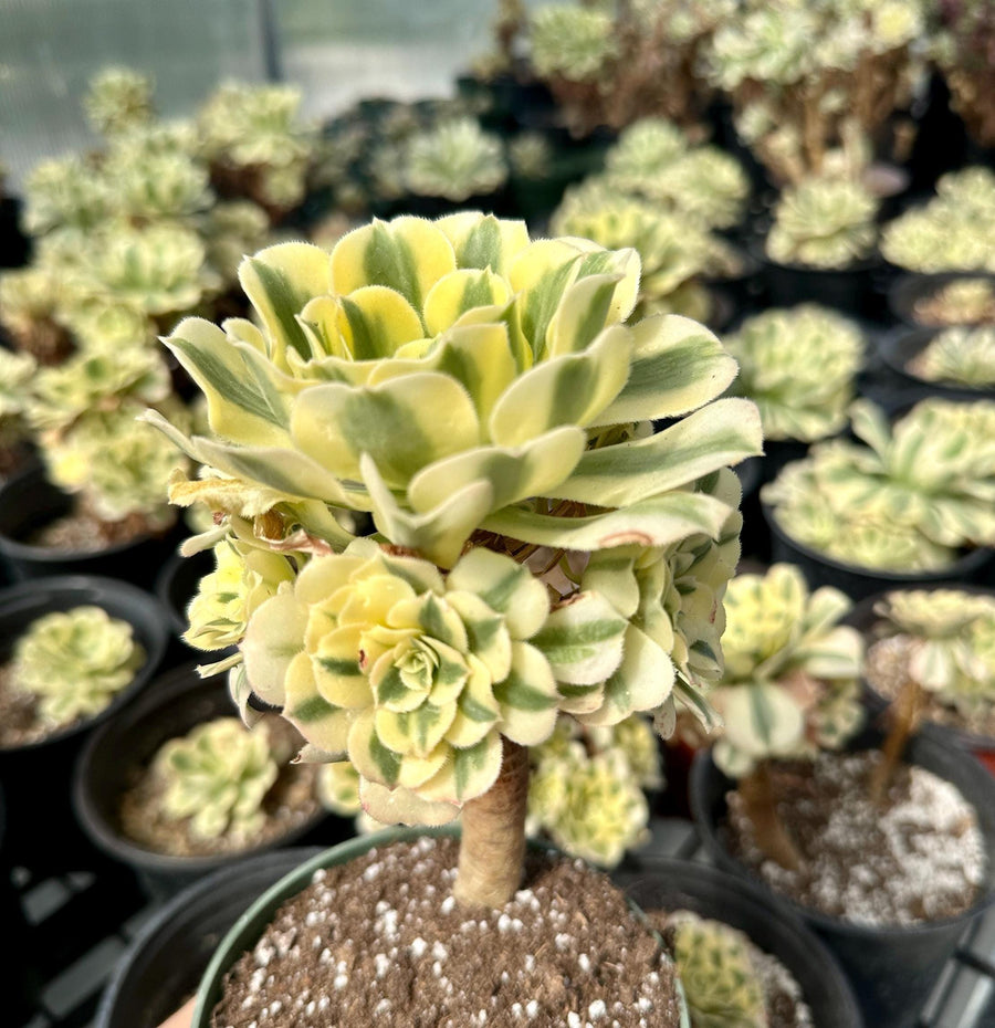 Rare Succulents - Aeonium Variegated Maybach Cluster Old Stem