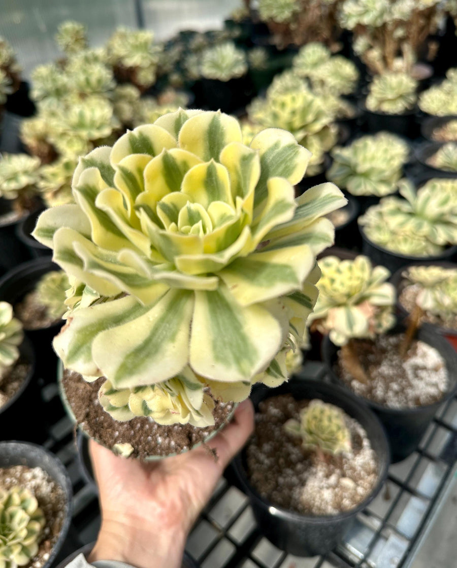 Rare Succulents - Aeonium Variegated Maybach Cluster Old Stem