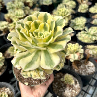 Rare Succulents - Aeonium Variegated Maybach Cluster Old Stem