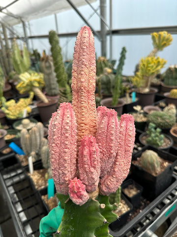 Rare Euphorbia - Euphorbia Abdelkuri variegated large cluster