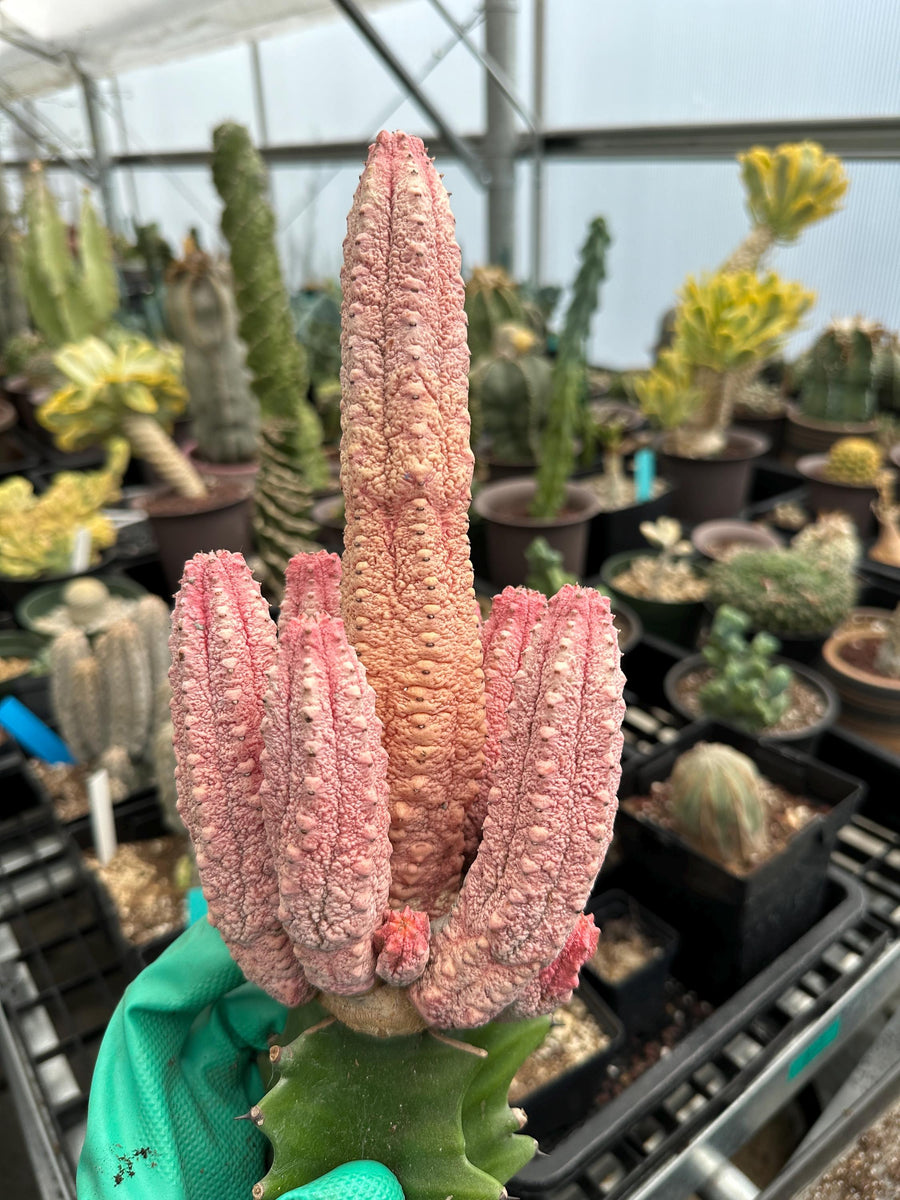 Rare Euphorbia - Euphorbia Abdelkuri variegated large cluster