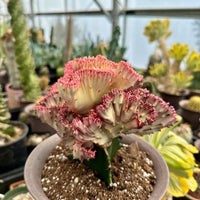 Rare Euphorbia - Euphorbia Lactea Cristata variegated Pink/White