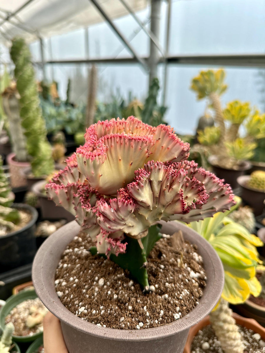 Rare Euphorbia - Euphorbia Lactea Cristata variegated Pink/White