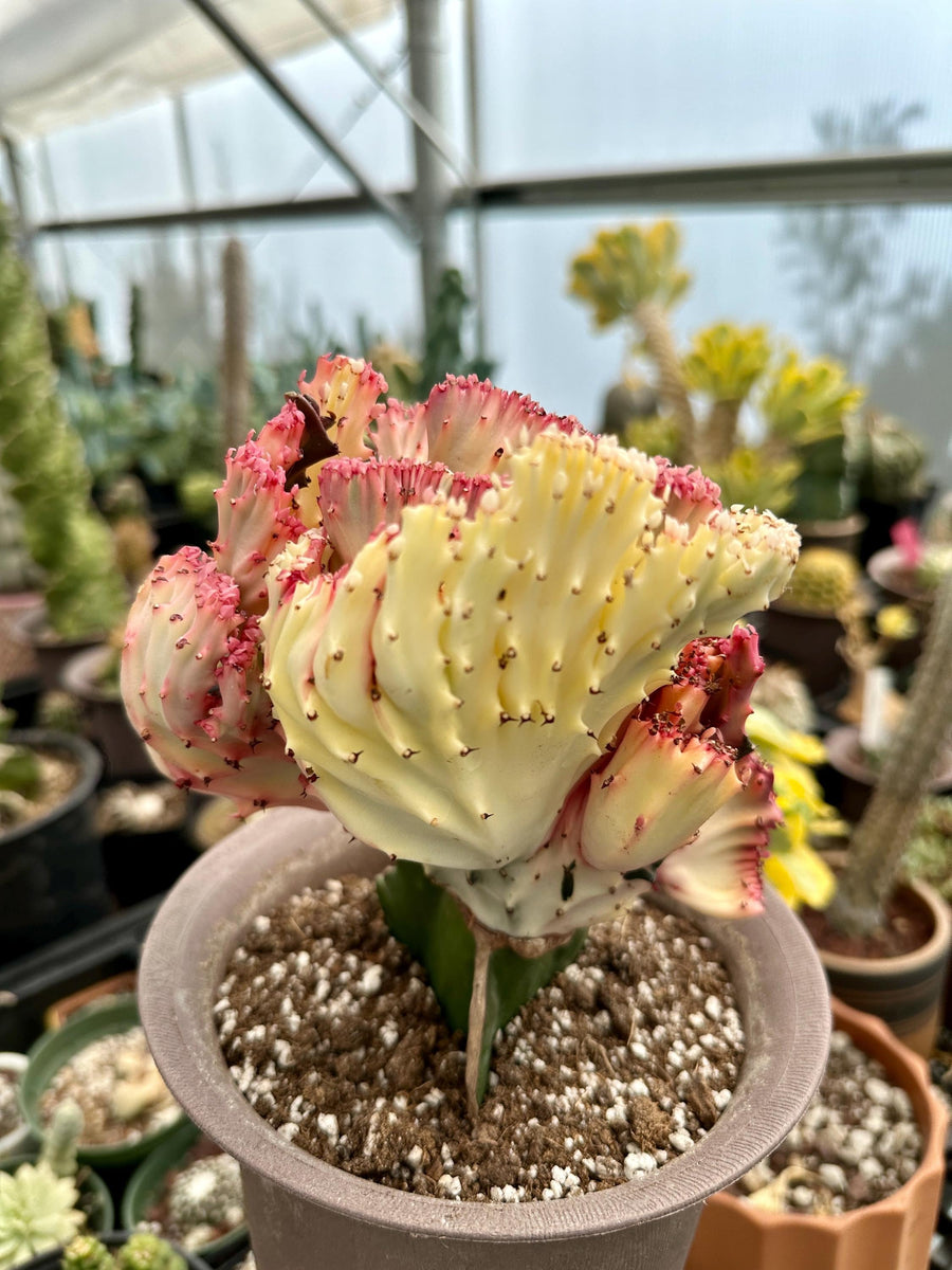 Rare Euphorbia - Euphorbia Lactea Cristata variegated Pink/White