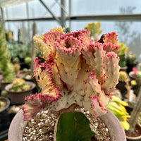 Rare Euphorbia - Euphorbia Lactea Cristata variegated Pink/White