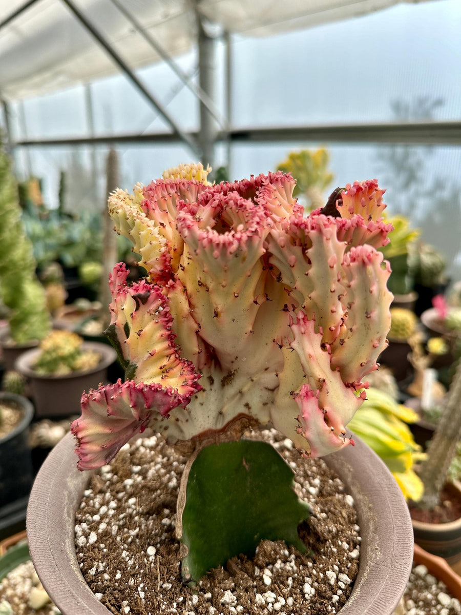 Rare Euphorbia - Euphorbia Lactea Cristata variegated Pink/White