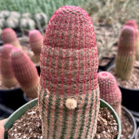 Rare Cactus - Echinocereus Rigidissimus 'Rainbow Cactus' (Single Stem)