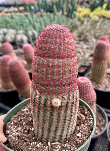 Rare Cactus - Echinocereus Rigidissimus 'Rainbow Cactus' (Single Stem 6”-8” tall)