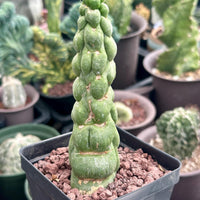 Rare Cactus - Eulychnia Castanea cv. varispiralis