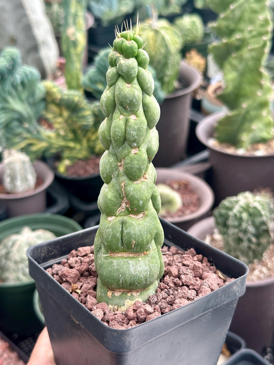 Rare Cactus - Eulychnia Castanea cv. varispiralis