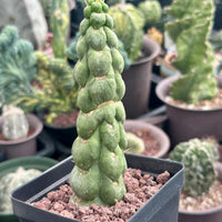 Rare Cactus - Eulychnia Castanea cv. varispiralis