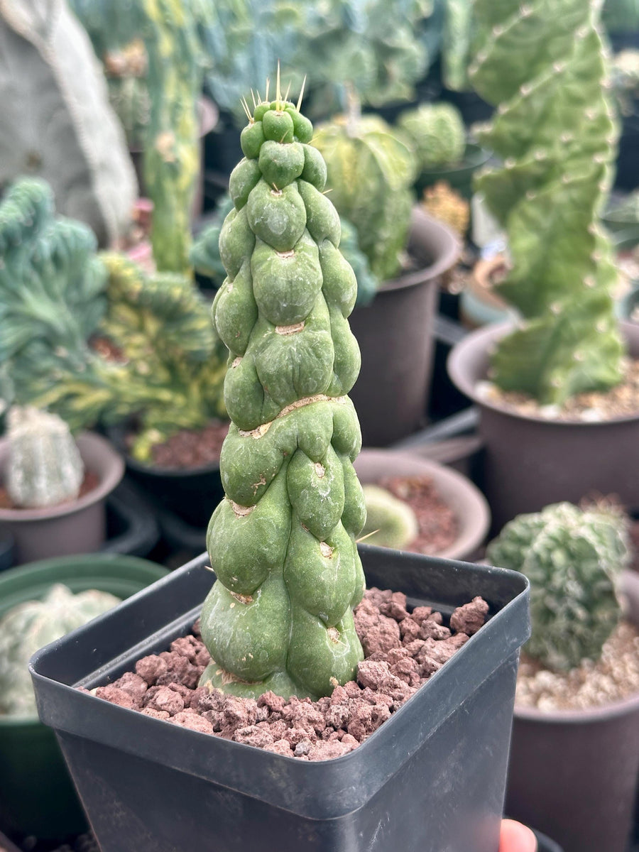 Rare Cactus - Eulychnia Castanea cv. varispiralis