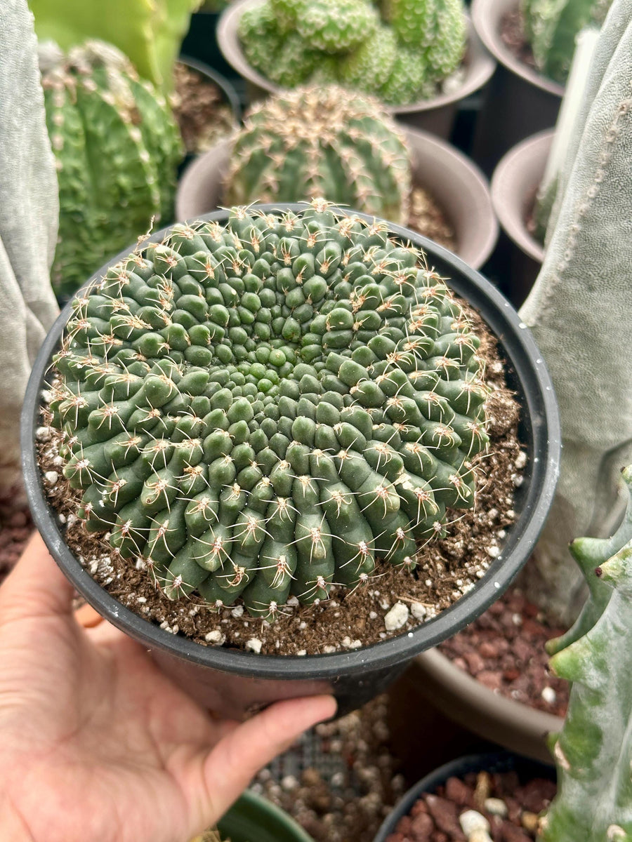 Rare Cactus - Gymnocalycium Baldianum Crested