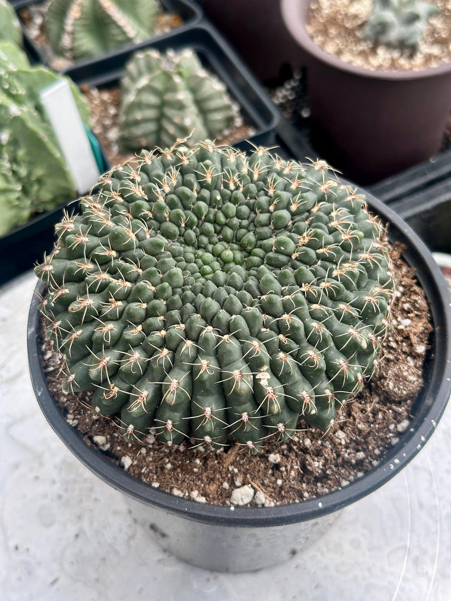 Rare Cactus - Gymnocalycium Baldianum Crested