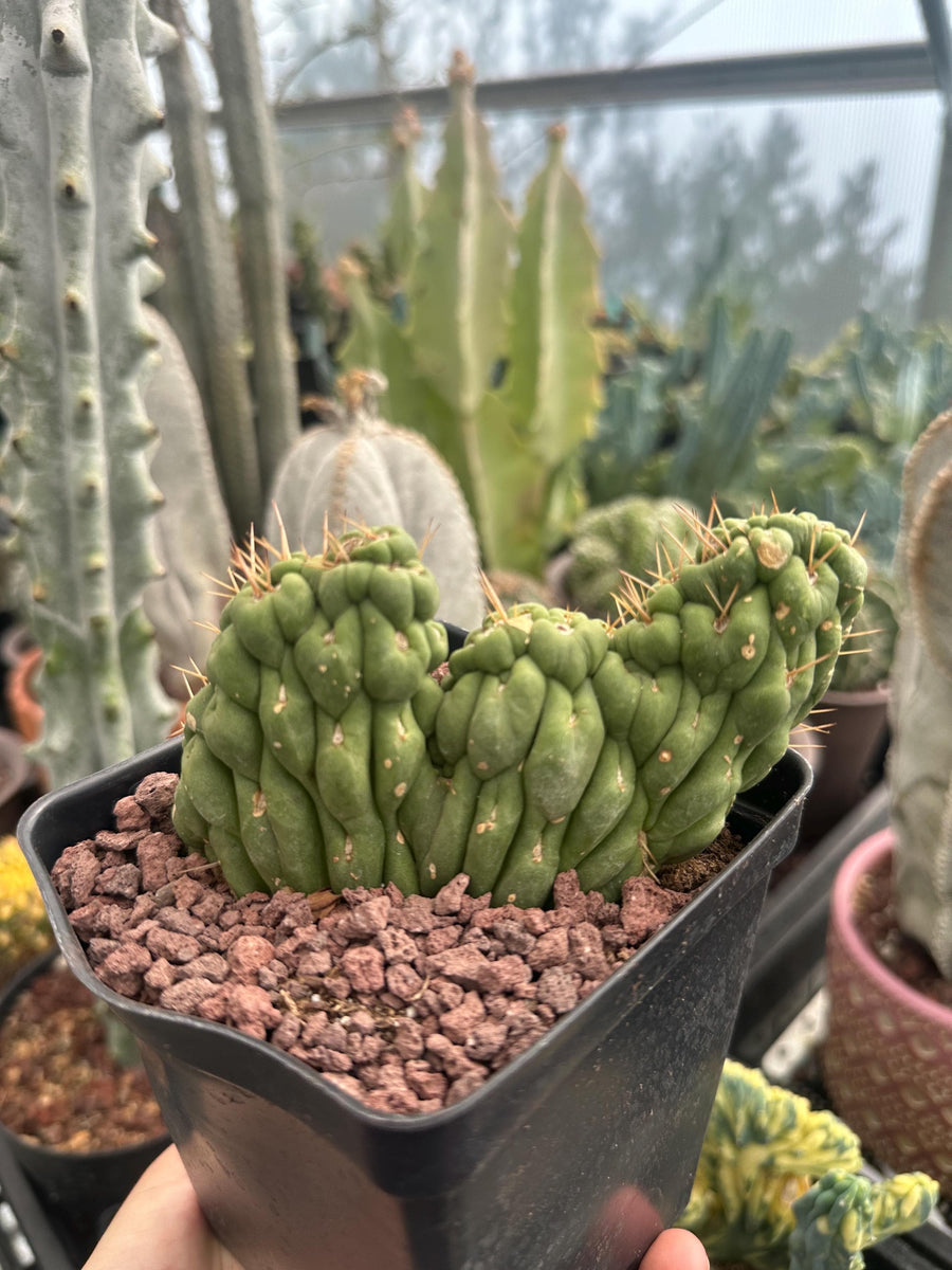 Rare Cactus - Eulychnia Crastanea Crestata 'Unicorn Cactus'