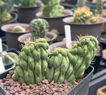 Rare Cactus - Eulychnia Crastanea Crestata 'Unicorn Cactus'