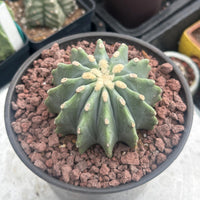 Rare Cactus - Ferocactus Glaucescens Inermis (3"-4")