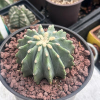 Rare Cactus - Ferocactus Glaucescens Inermis (3"-4")