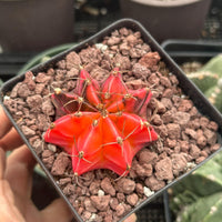 Rare Cactus - Gymnocalycium Mihanovichii Var. Friedrichii Werderm Variegata