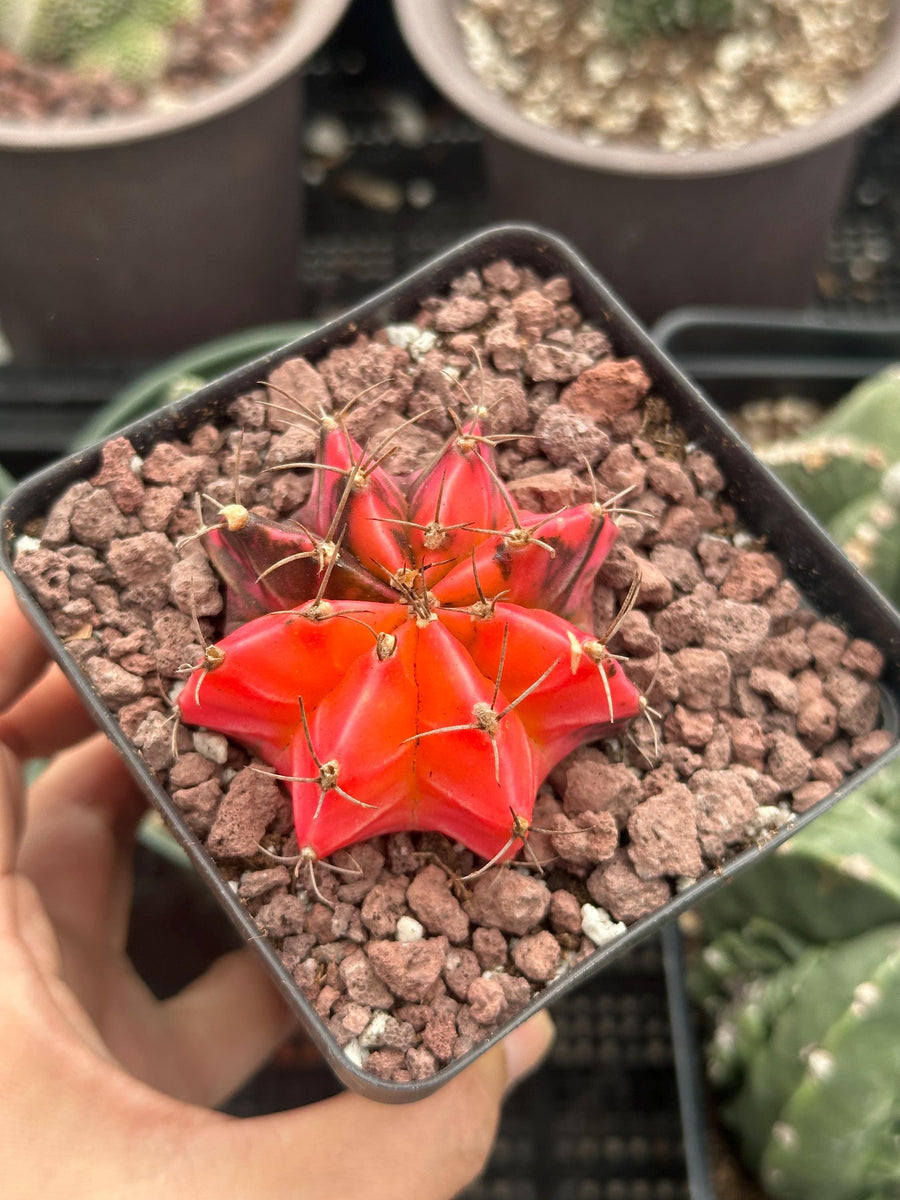 Rare Cactus - Gymnocalycium Mihanovichii Var. Friedrichii Werderm Variegata