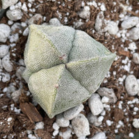 Rare Cactus - Astrophytum Myriostigma 3 sides (2”)