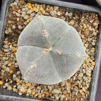 Rare Cactus - Astrophytum Myriostigma 3 sides (2”)