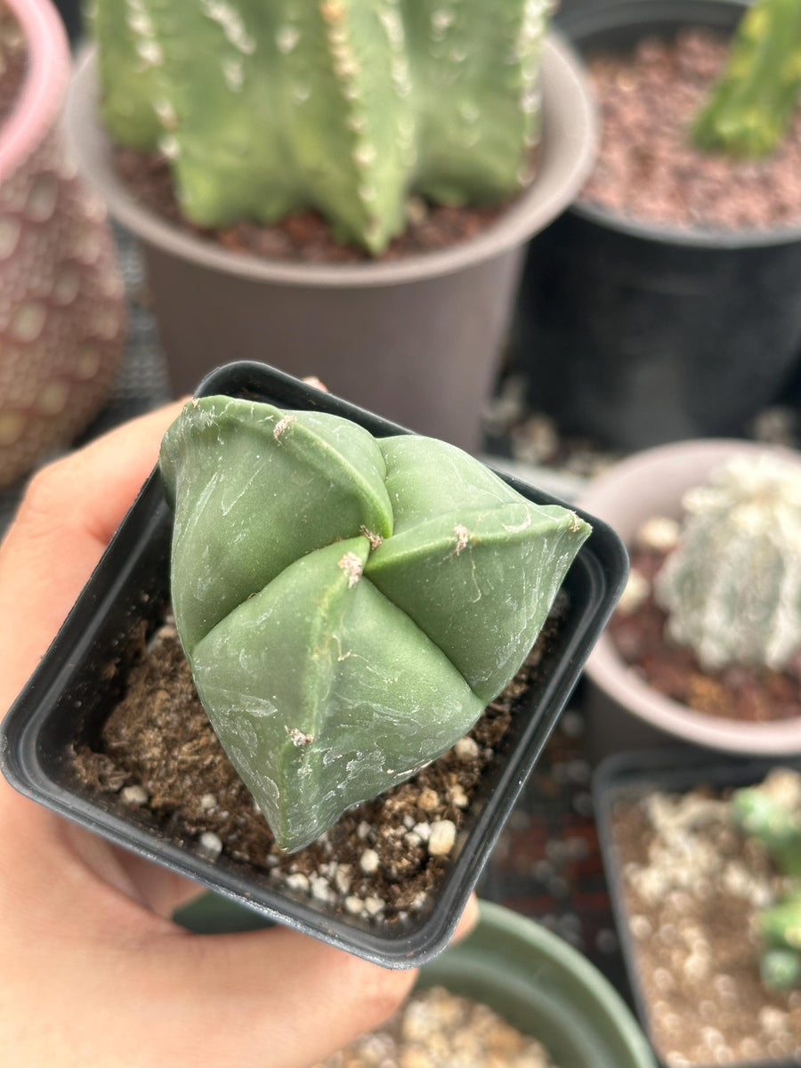 a person holding a potted plant in their hand